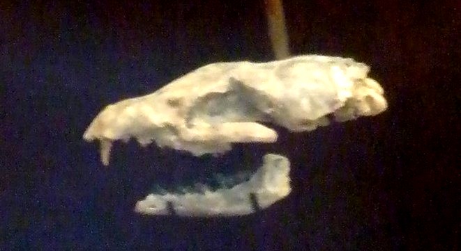 菲律宾门将:泰国将为我们复仇 他们会淘汰中国进8强“太阳成官网”(图3) 太阳成官网