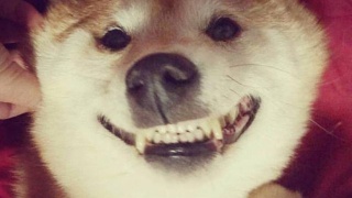 太阳集团tyc_残忍又快乐的世界杯开幕:你知道被俄罗斯虐惨的沙特多努力么(图1) 太阳成集团tyc